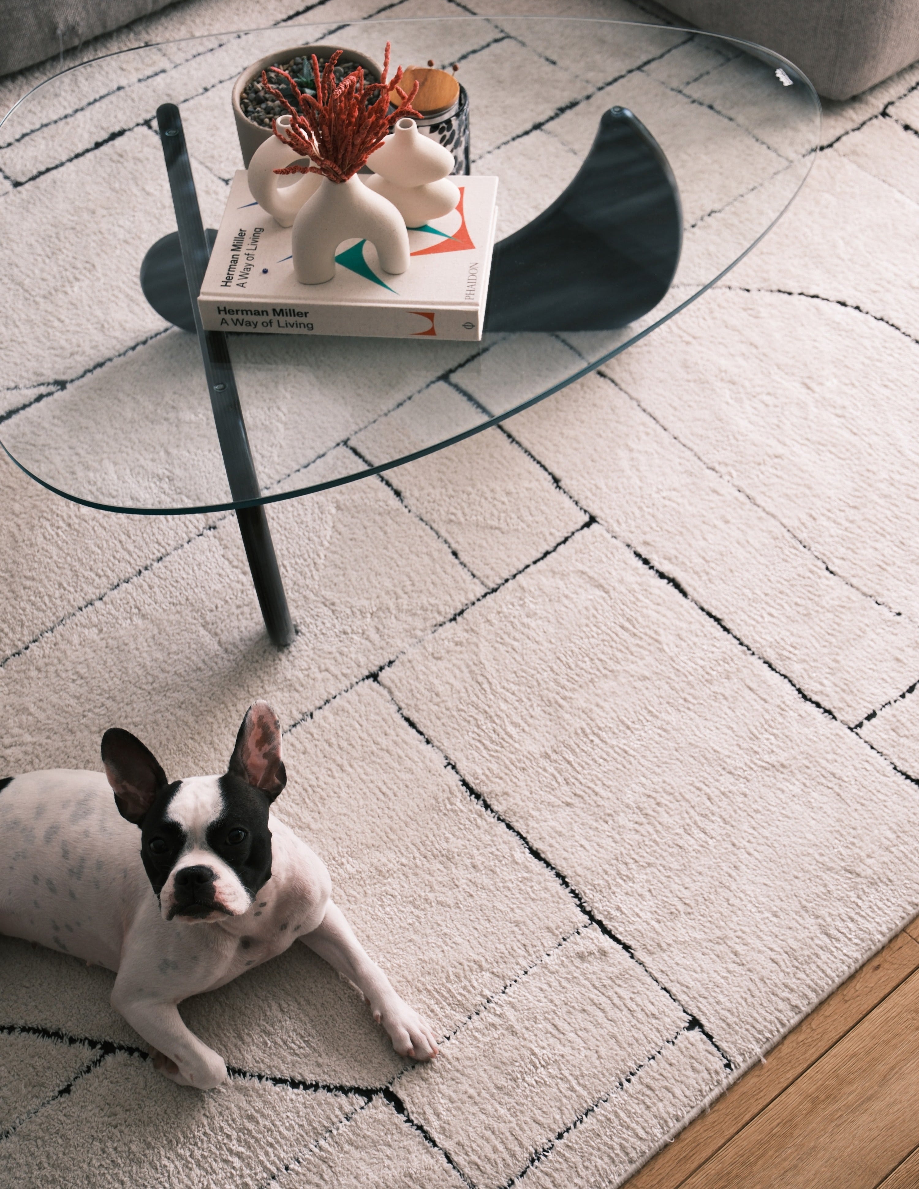 fofofu Couchtisch aus recyceltem Holz mit Glasplatte und geschwungenem Gestell – handgefertigtes Designerstück auf hellem Teppich, dekoriert mit Designbüchern und Keramikvase, daneben ein entspannter Hund.